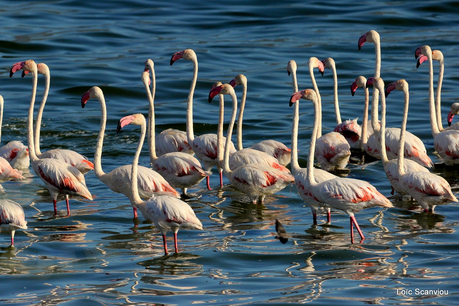 Flamants roses/Flamingoes (4)