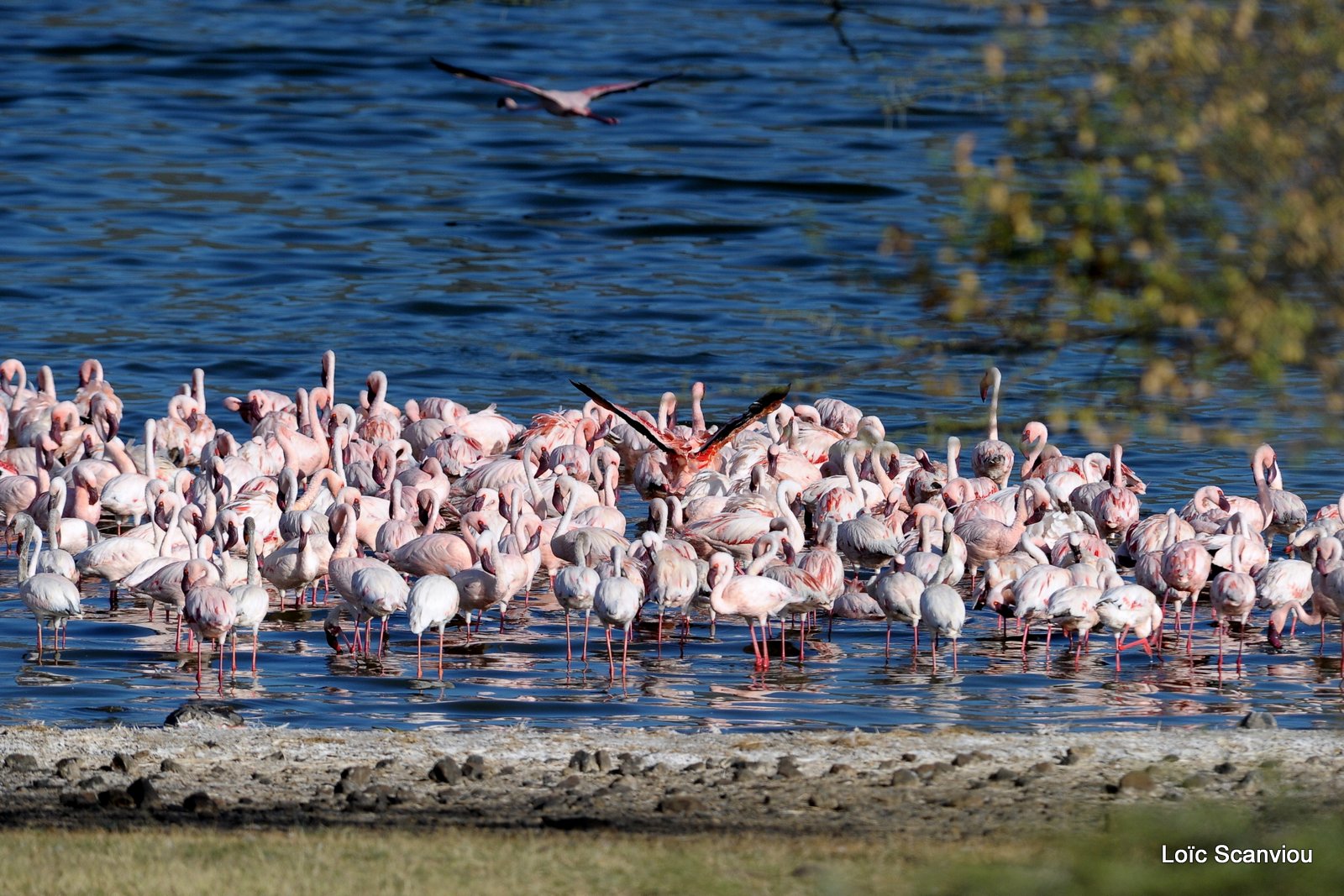 Flamants roses/Flamingoes (5)