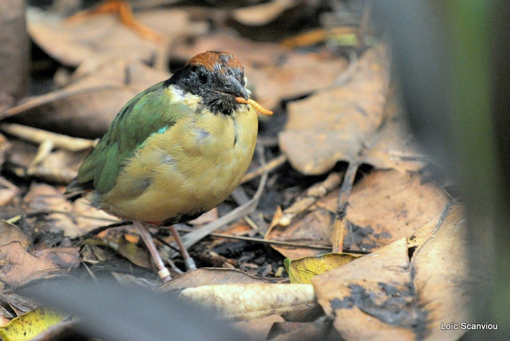 Brève versicolore/Noisy Pitta (2)