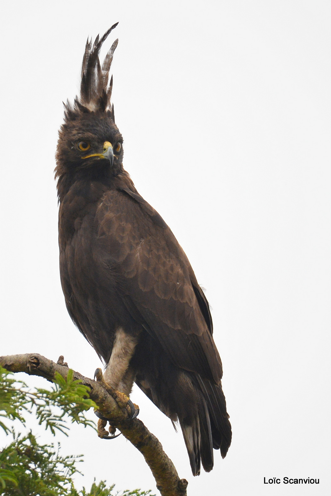 Aigle huppard/Long-crested Eagle (1)