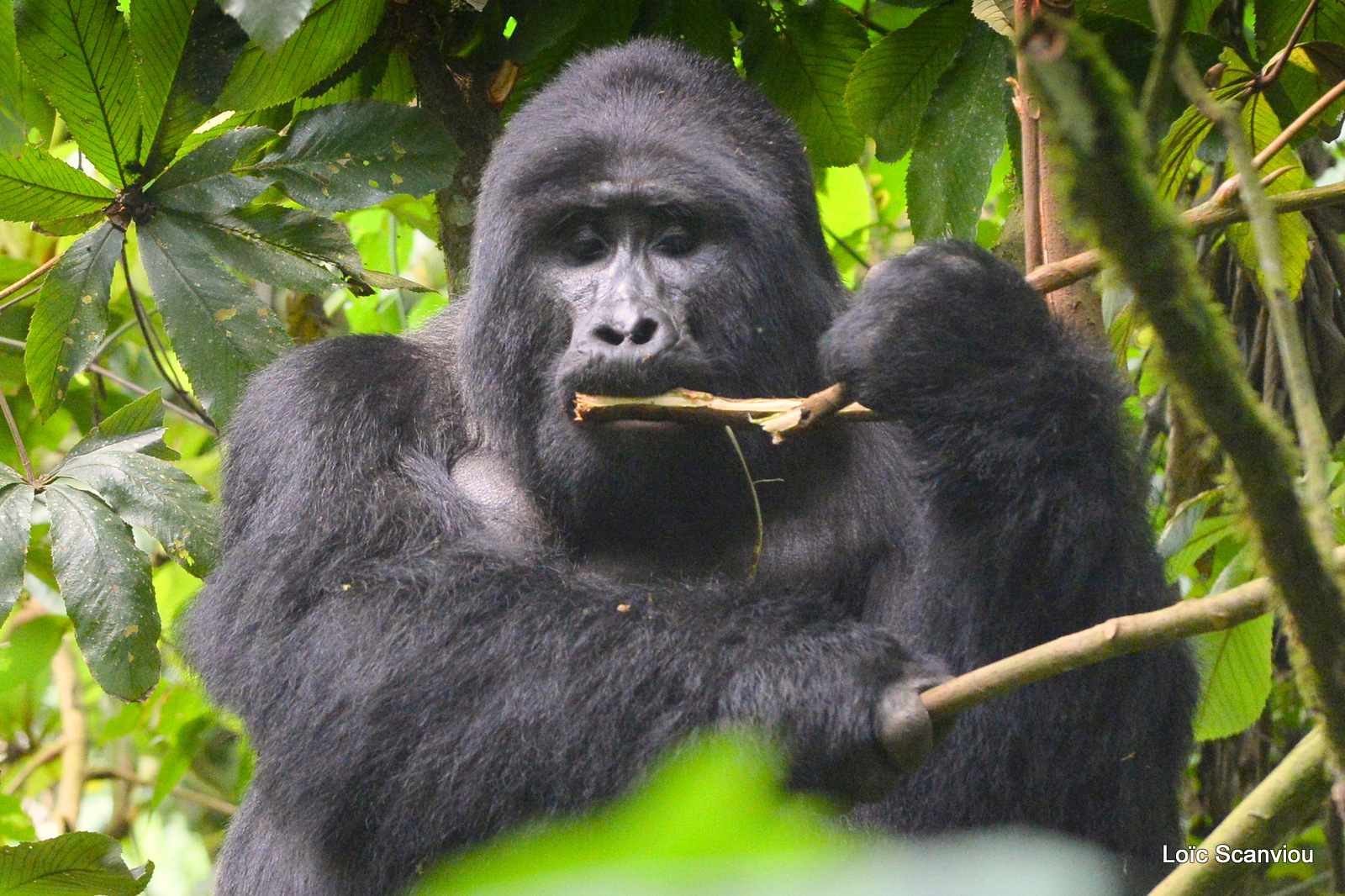 Gorille de montagne/Mountain Gorilla (73)