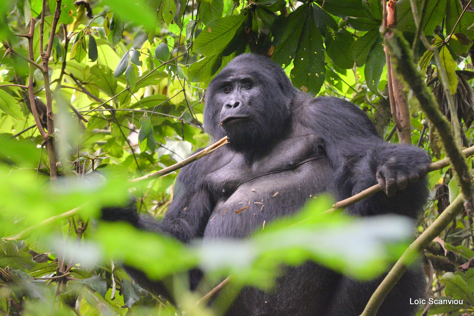 Gorille de montagne/Mountain Gorilla (74)