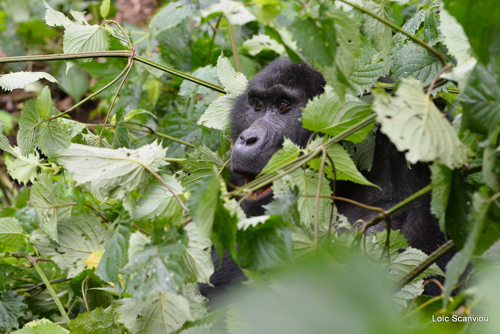 Gorille de montagne/Mountain Gorilla (75)