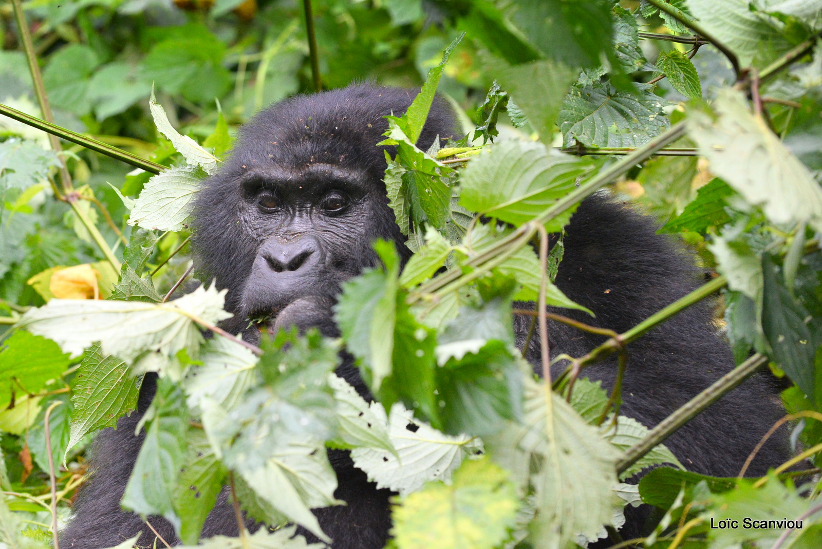 Gorille de montagne/Mountain Gorilla (76)