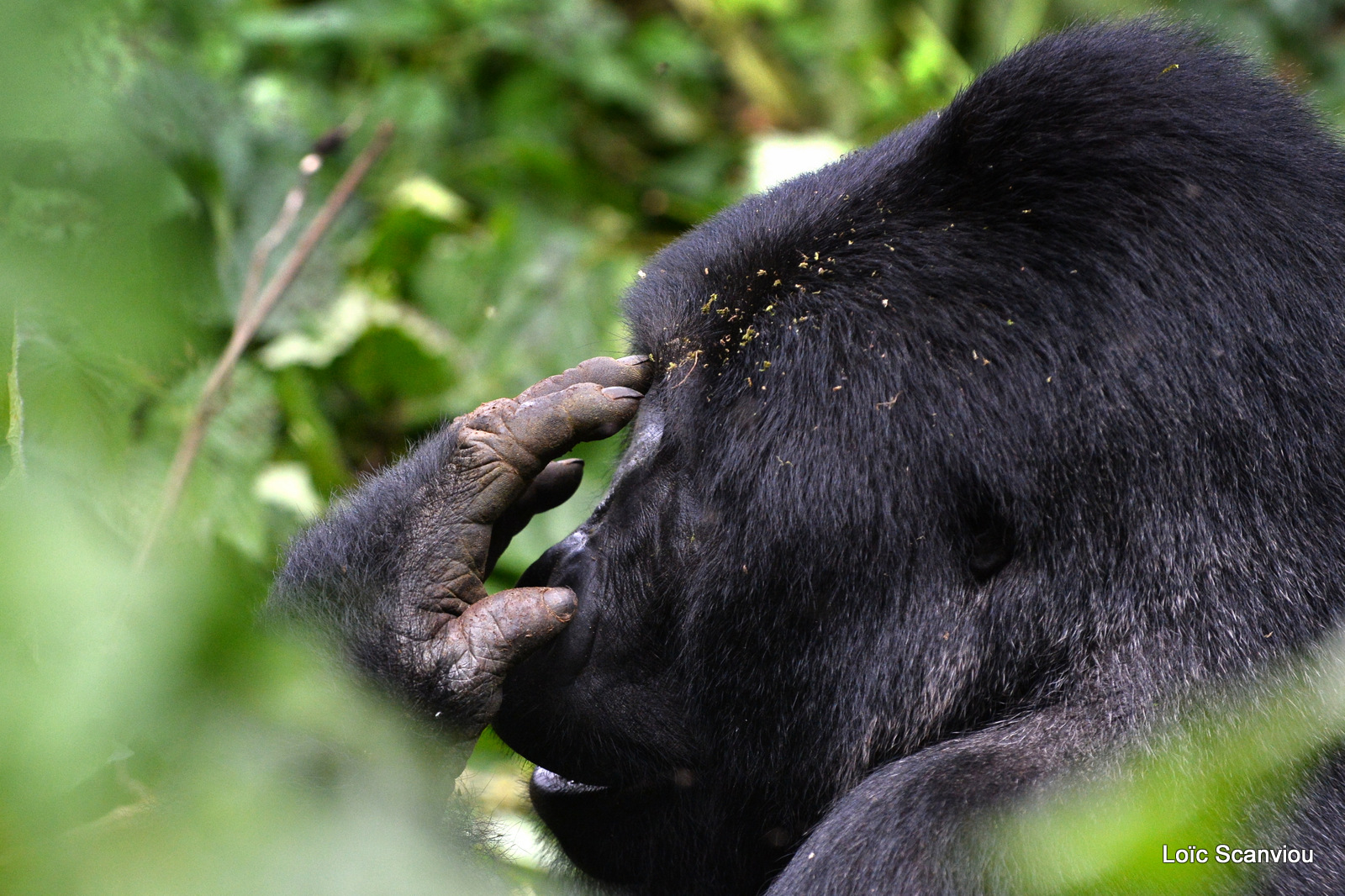 Gorille de montagne/Mountain Gorilla (77)