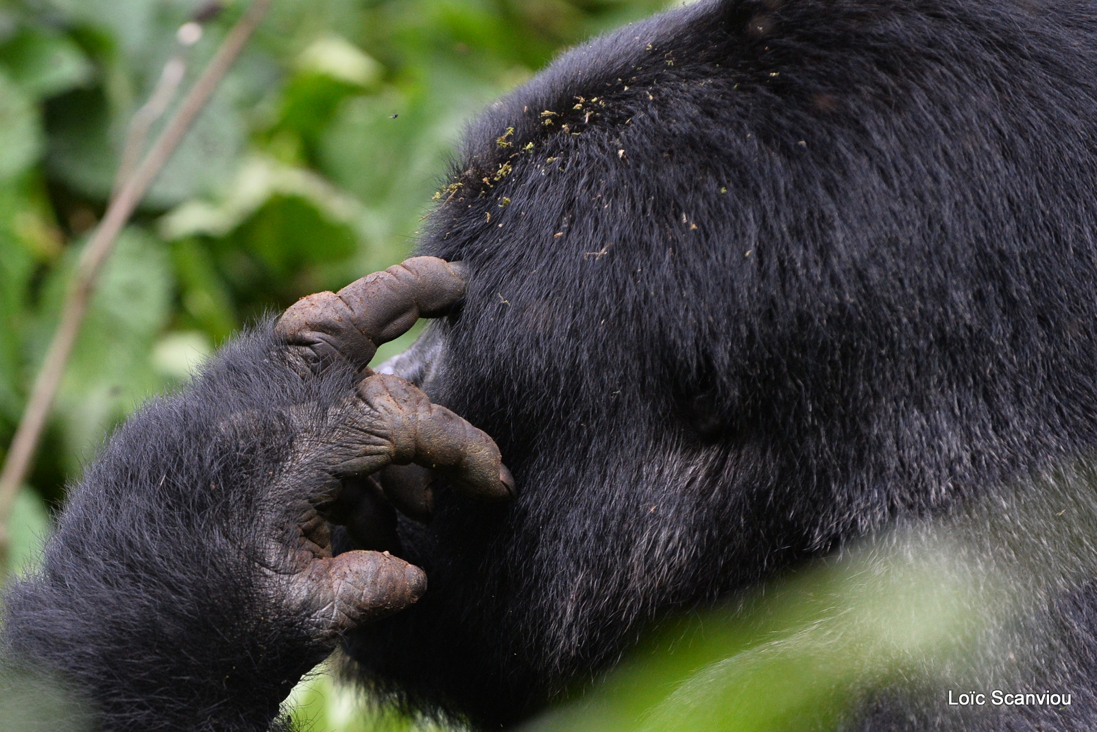 Gorille de montagne/Mountain Gorilla (78)