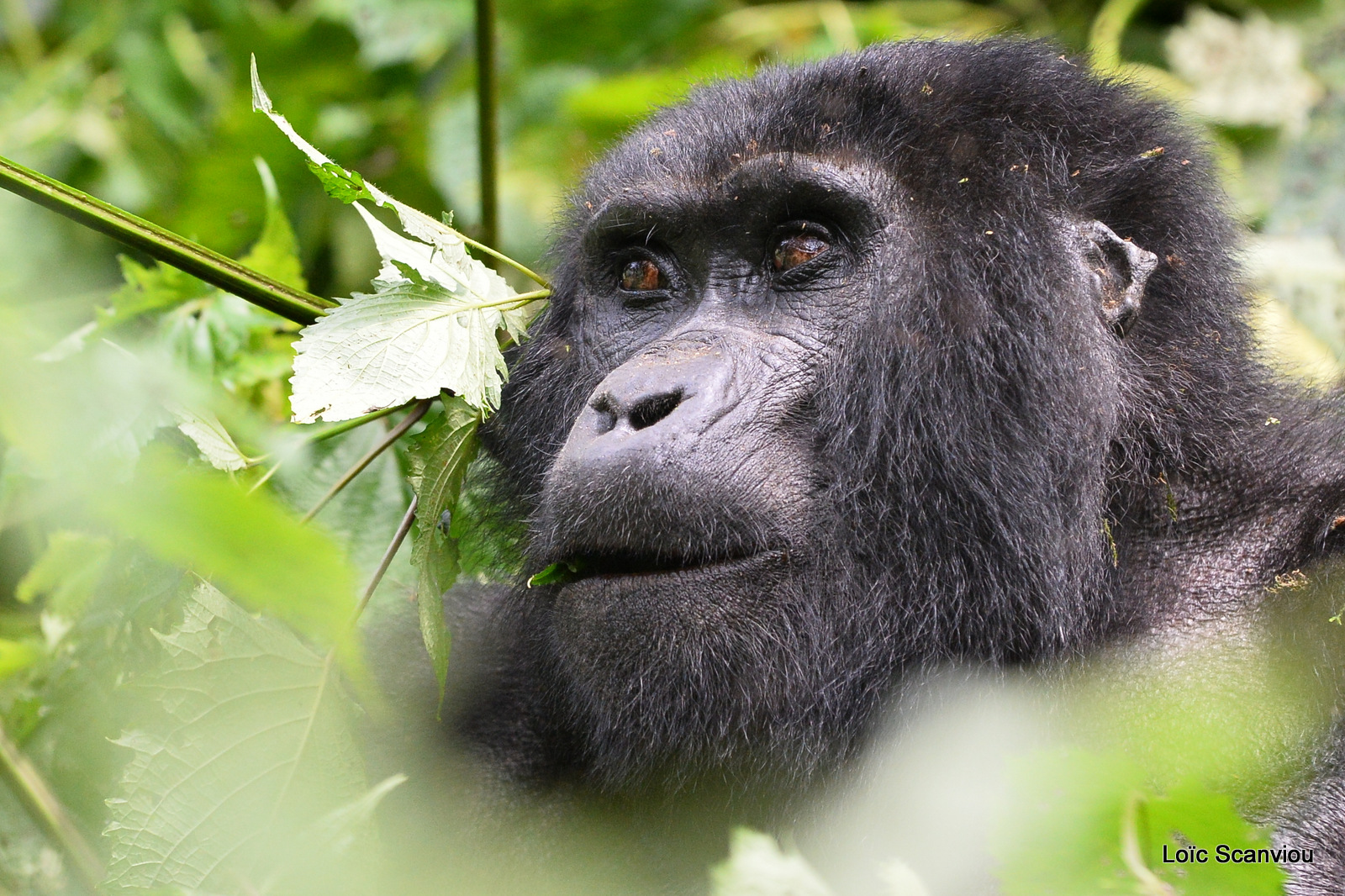 Gorille de montagne/Mountain Gorilla (79)