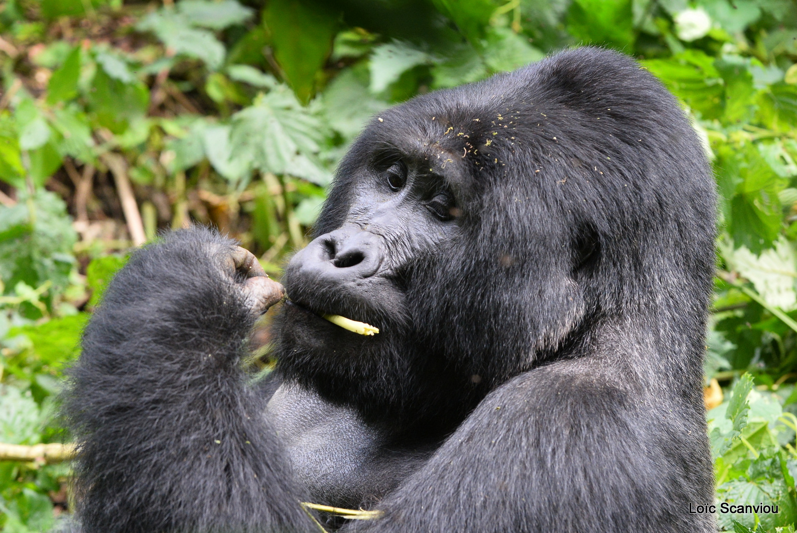 Gorille de montagne/Mountain Gorilla (80)