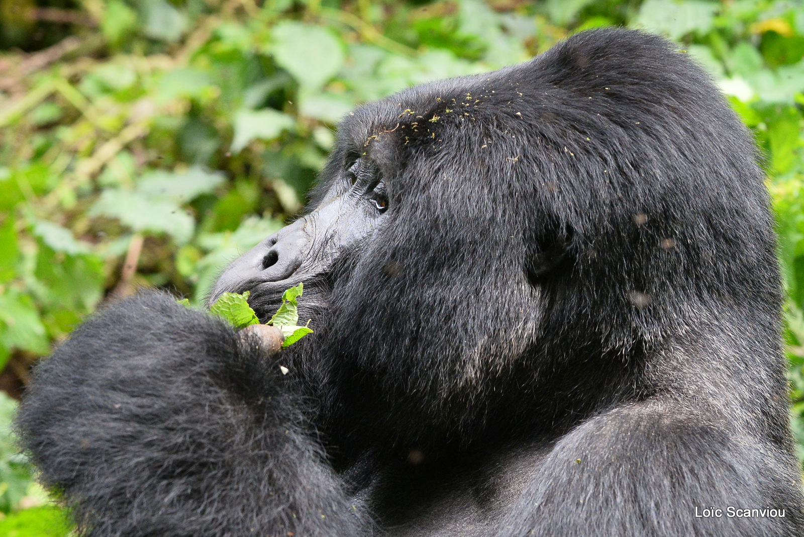 Gorille de montagne/Mountain Gorilla (81)