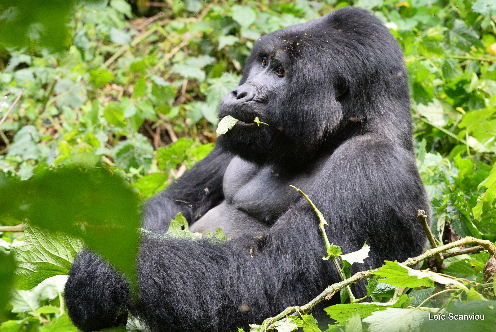 Gorille de montagne/Mountain Gorilla (82)