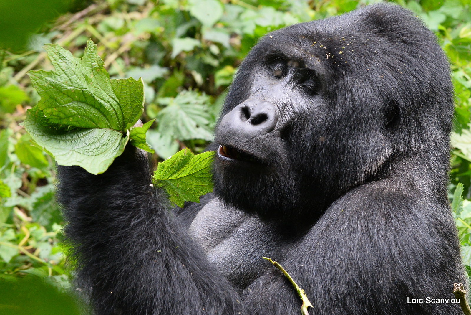 Gorille de montagne/Mountain Gorilla (83)