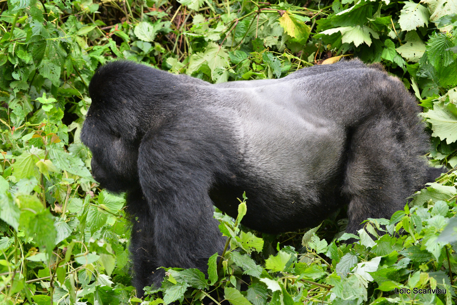 Gorille de montagne/Mountain Gorilla (84)