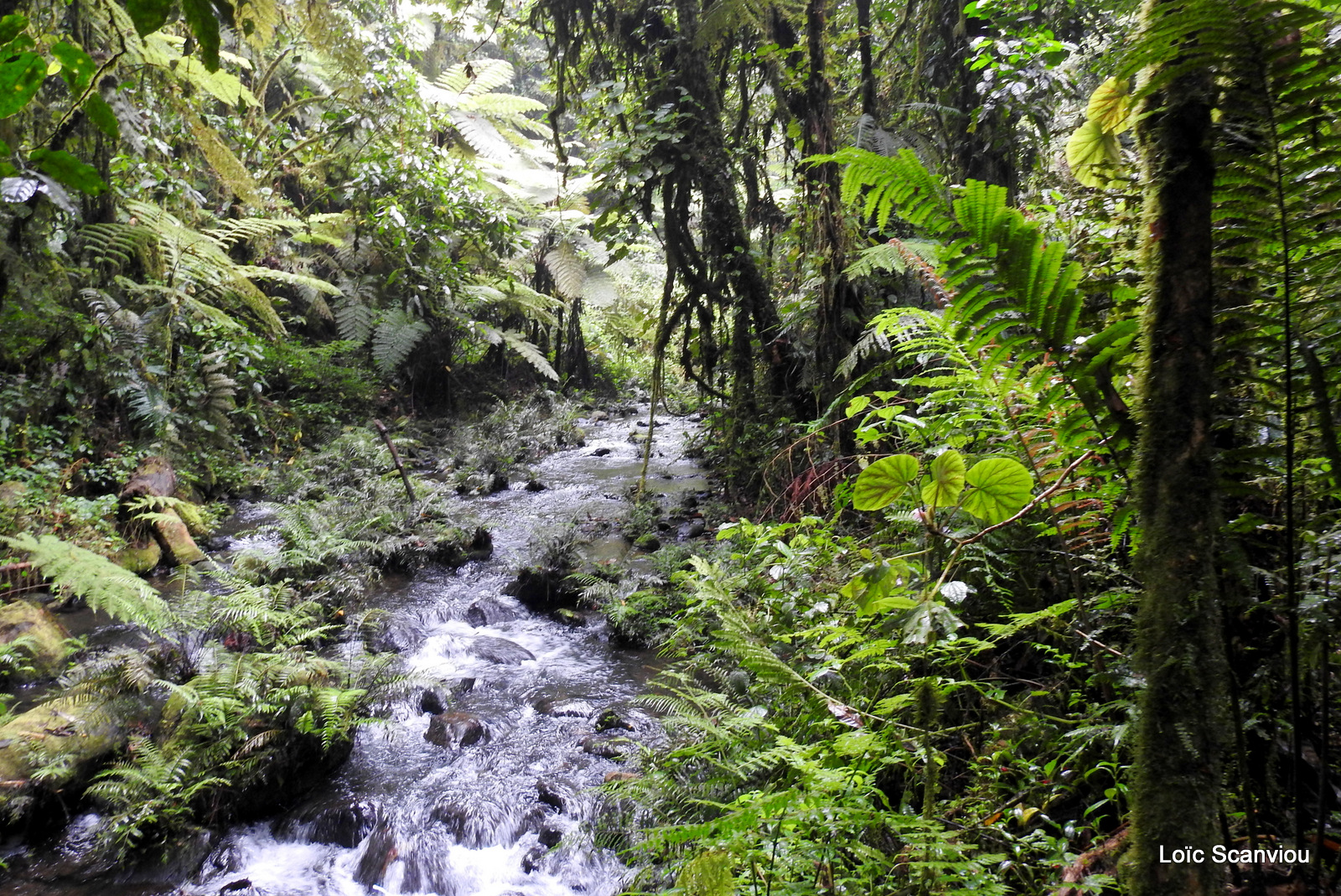 Bwindi (112)