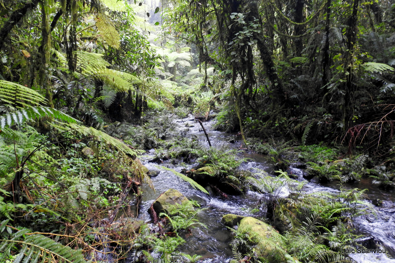 Bwindi (113)