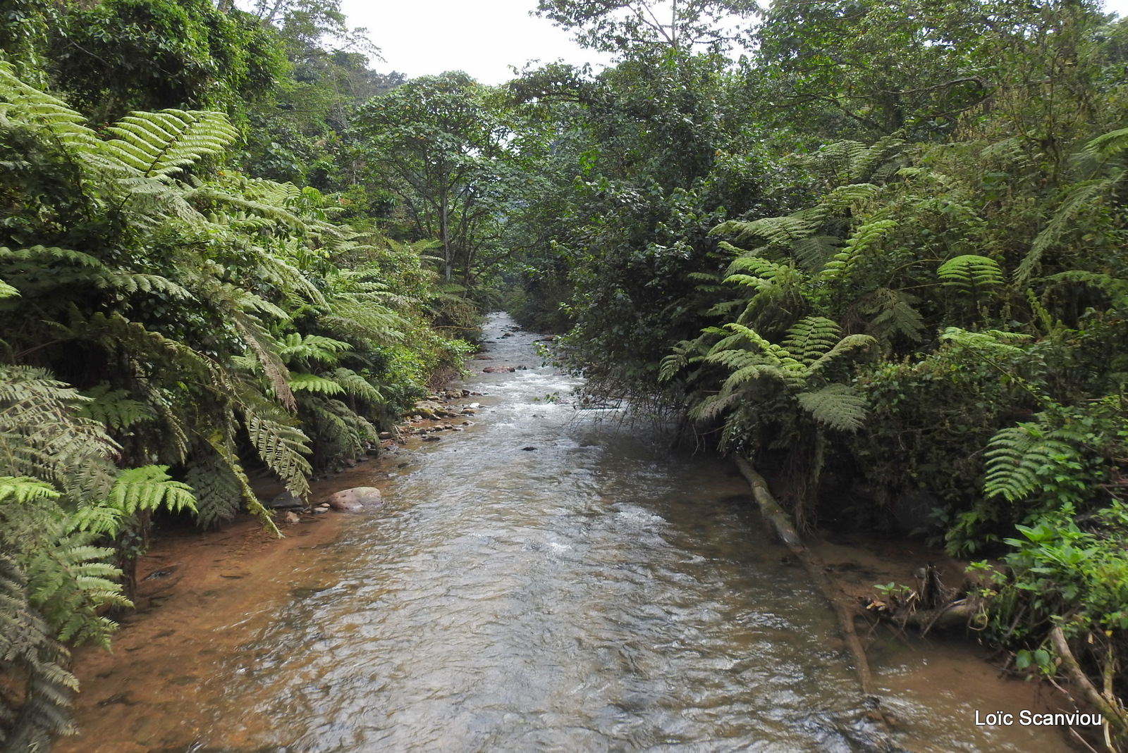 Bwindi (114)