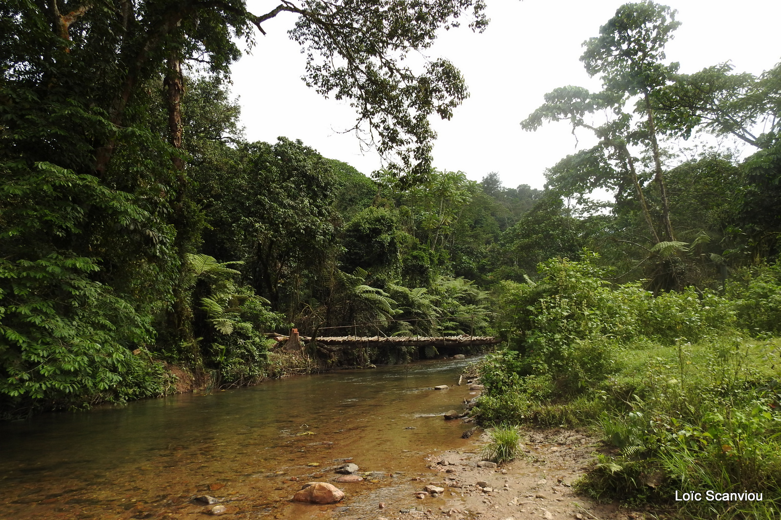 Bwindi (115)