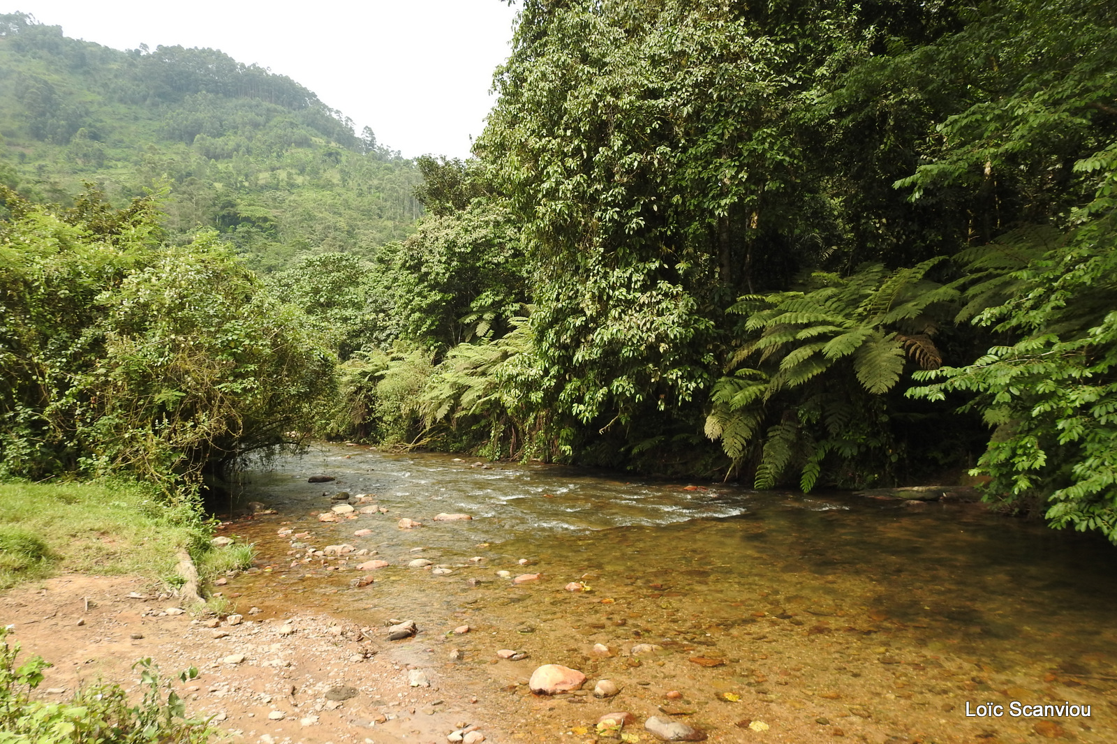 Bwindi (116)