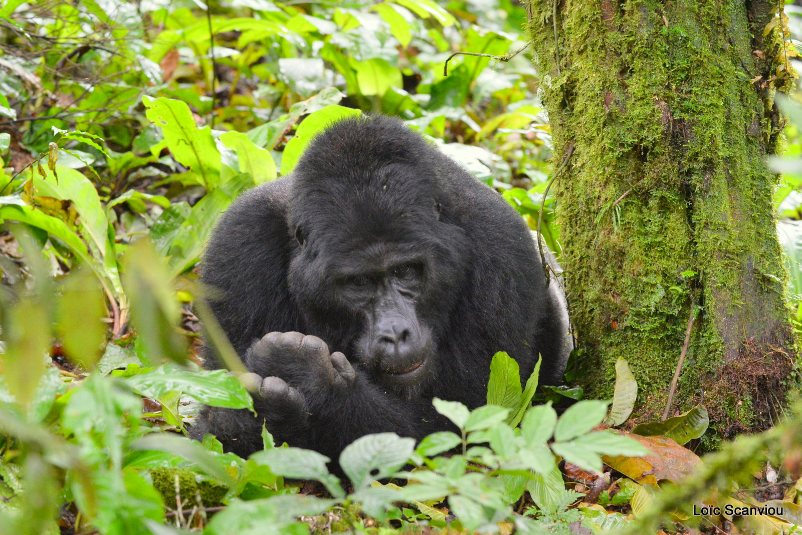 Gorille de montagne/Mountain Gorilla (2)