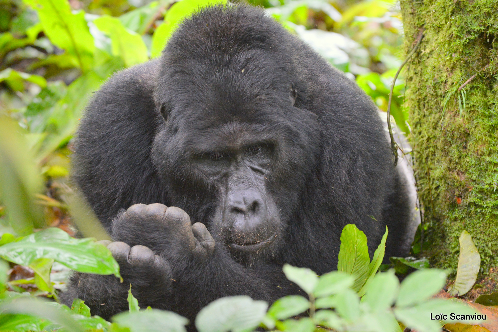 Gorille de montagne/Mountain Gorilla (3)