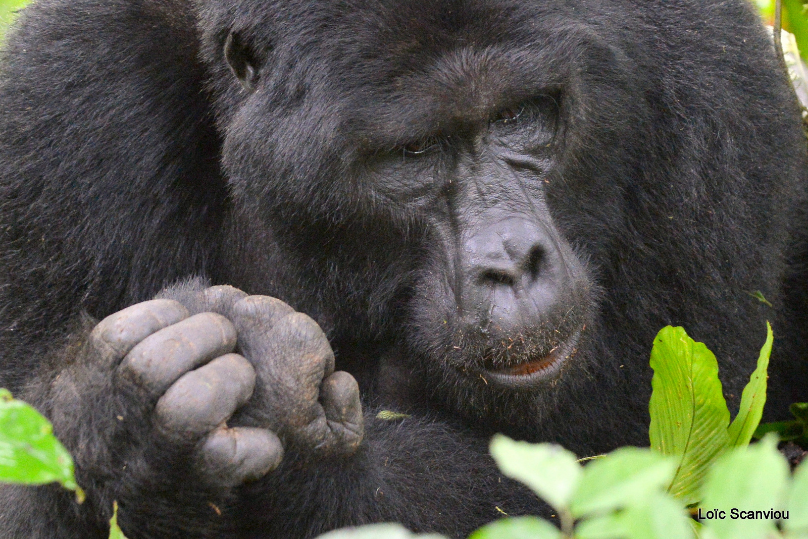 Gorille de montagne/Mountain Gorilla (4)