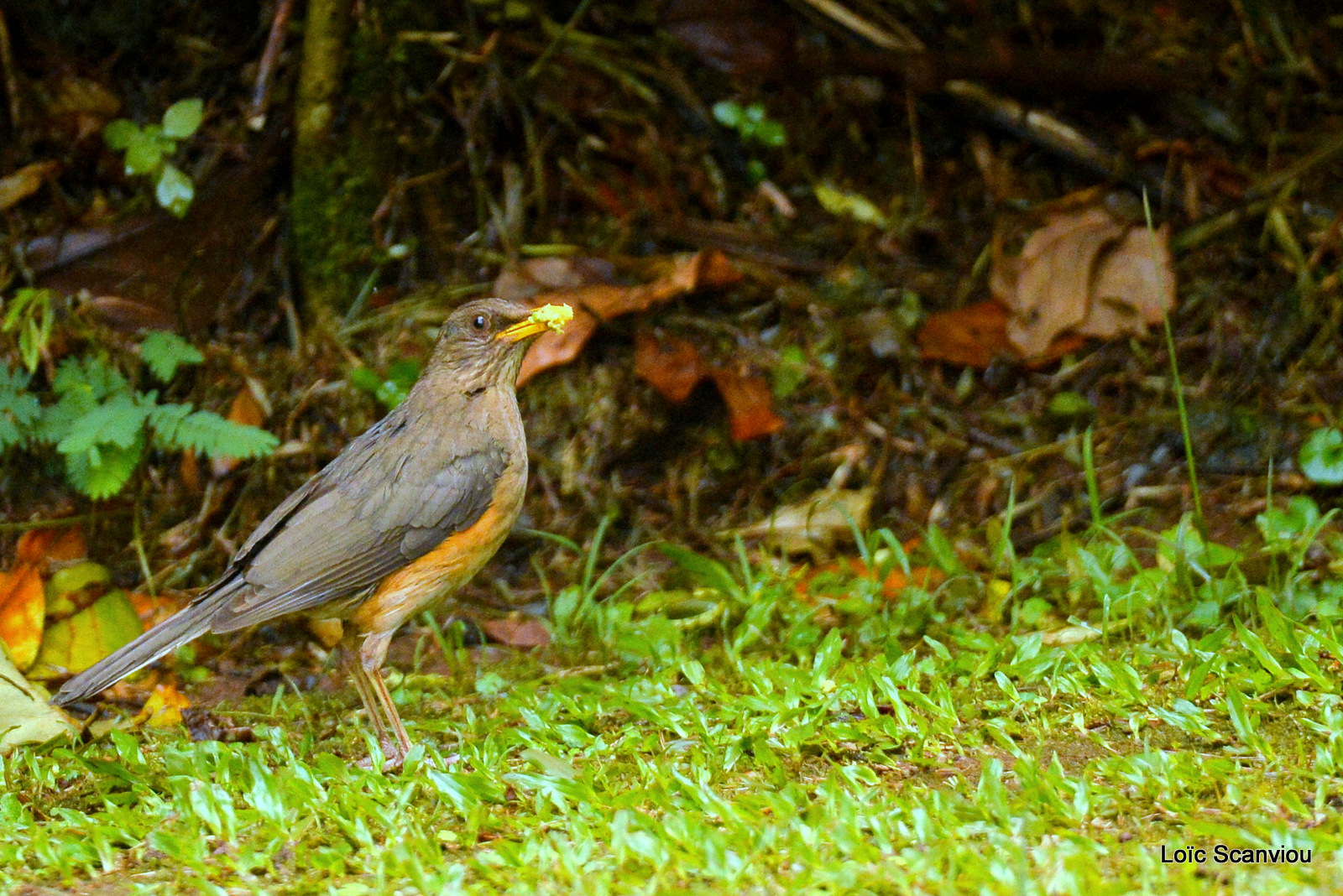 Merle africain/African Thrush (1)