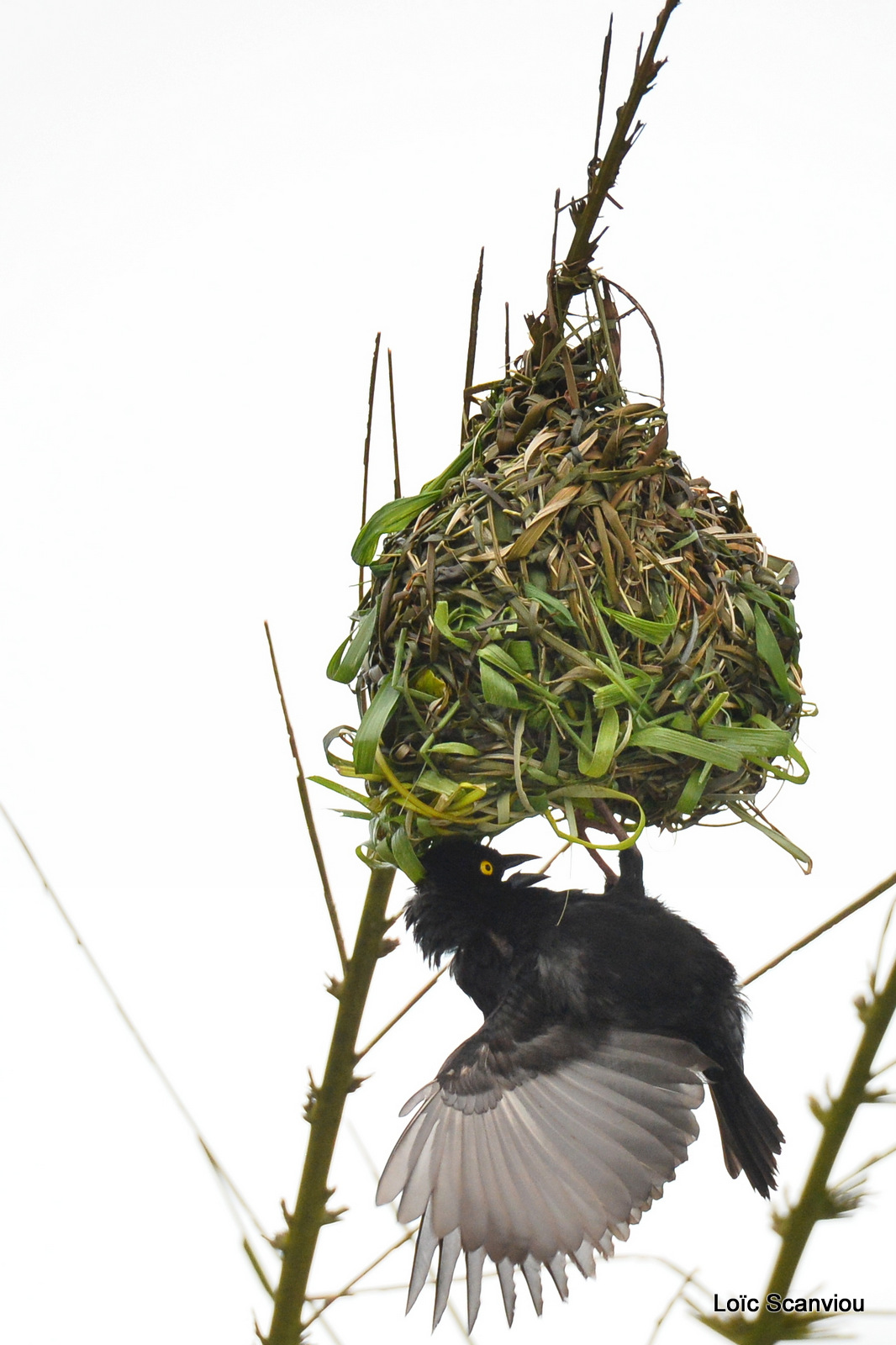 Tisserin noir/Vieillot's Black Weaver (2)