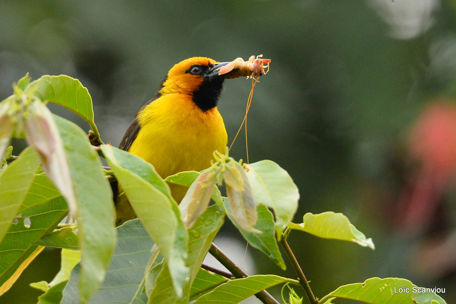 Tisserin baglafecht/Bagaflecht Weaver (1)