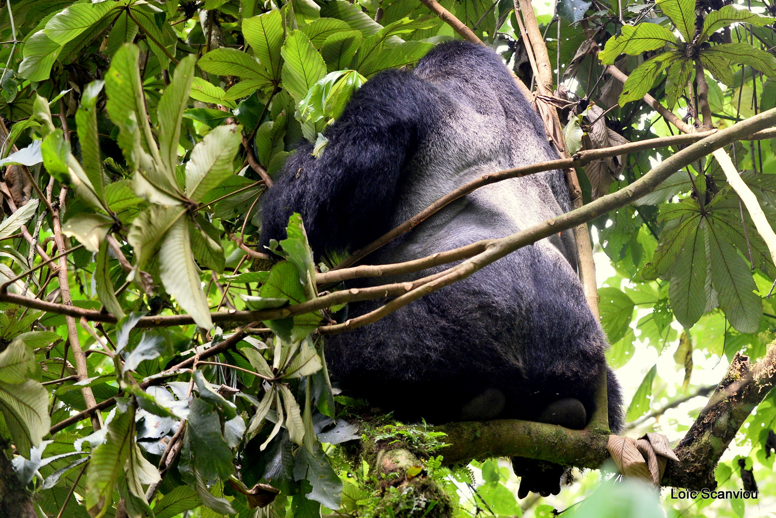 Gorille de montagne/Mountain Gorilla (52)