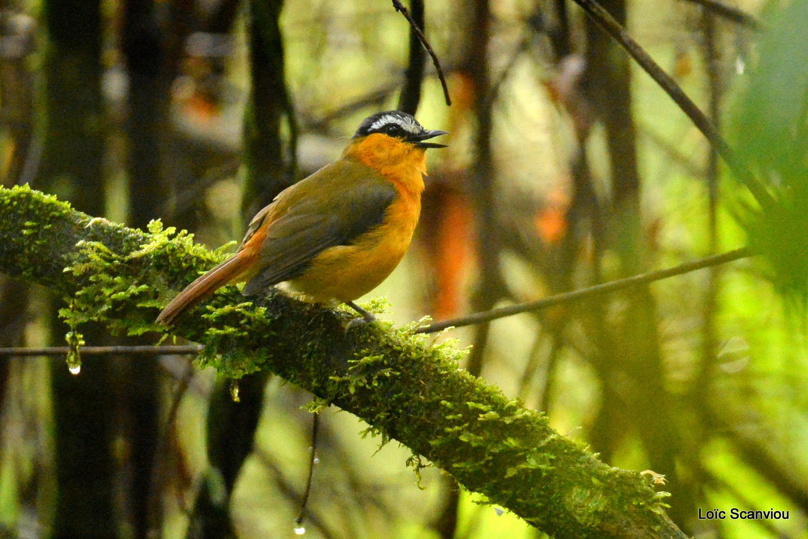 Chat-chat à ailes grises/Grey-winged Robin-Chat (1)