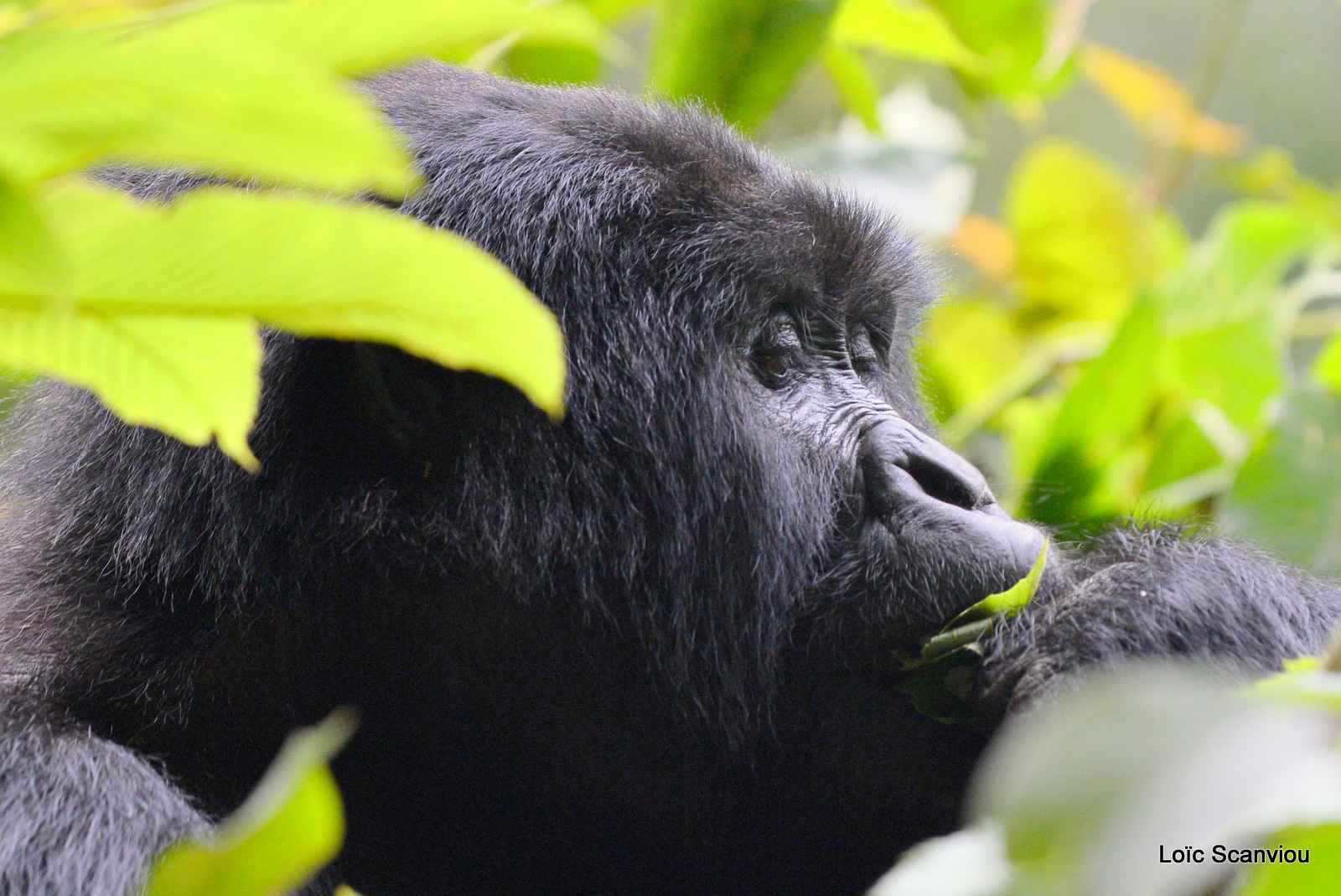 Gorille de montagne/Mountain Gorilla (57)