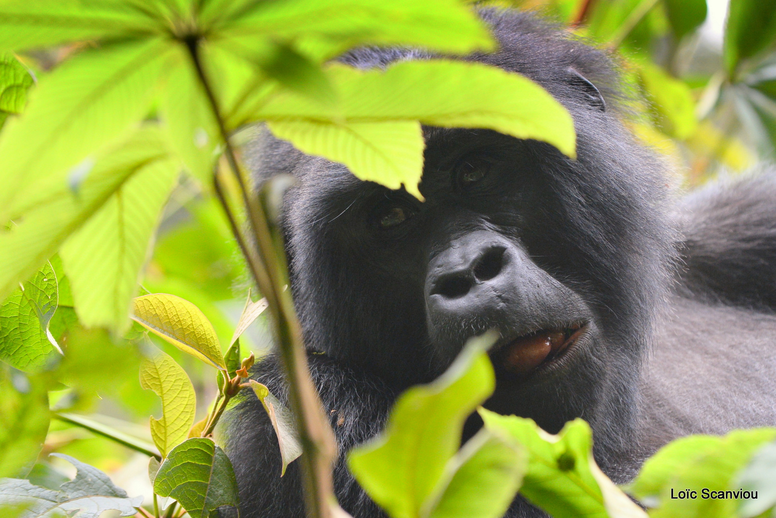 Gorille de montagne/Mountain Gorilla (59)