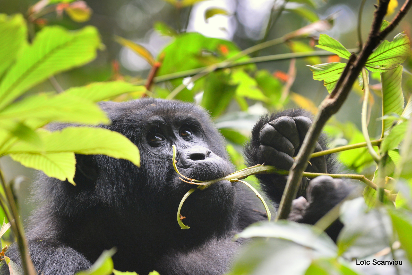 Gorille de montagne/Mountain Gorilla (60)