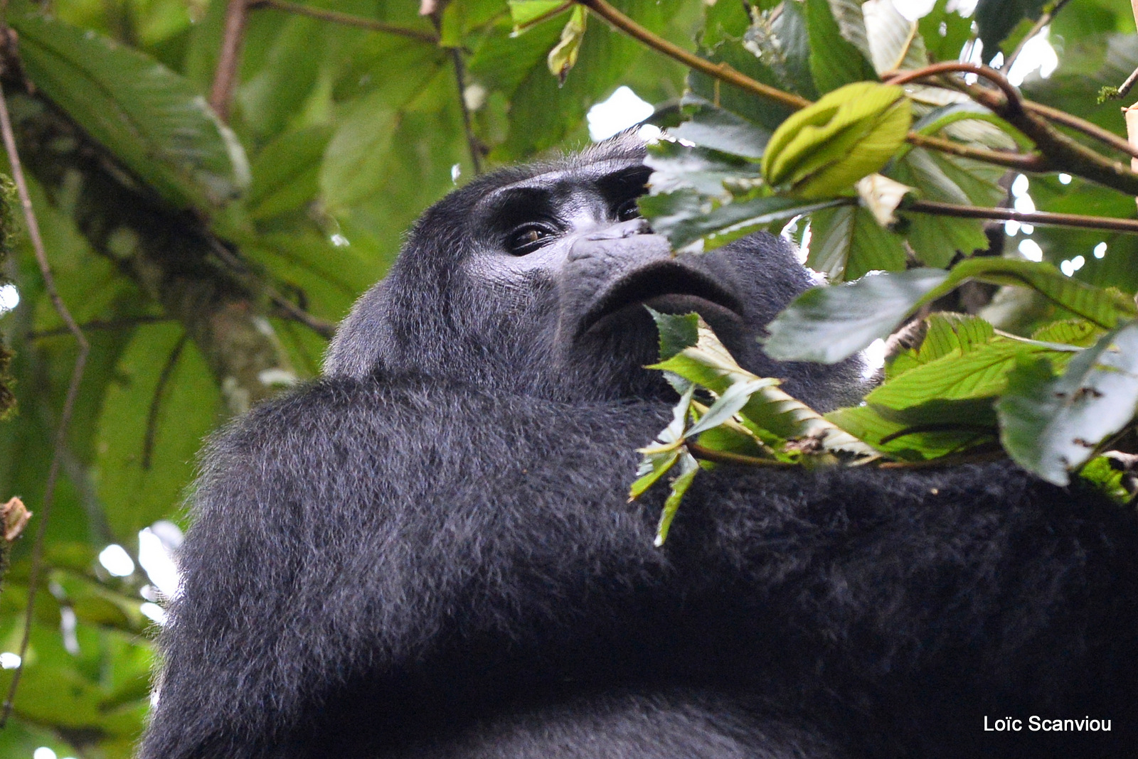 Gorille de montagne/Mountain Gorilla (61)