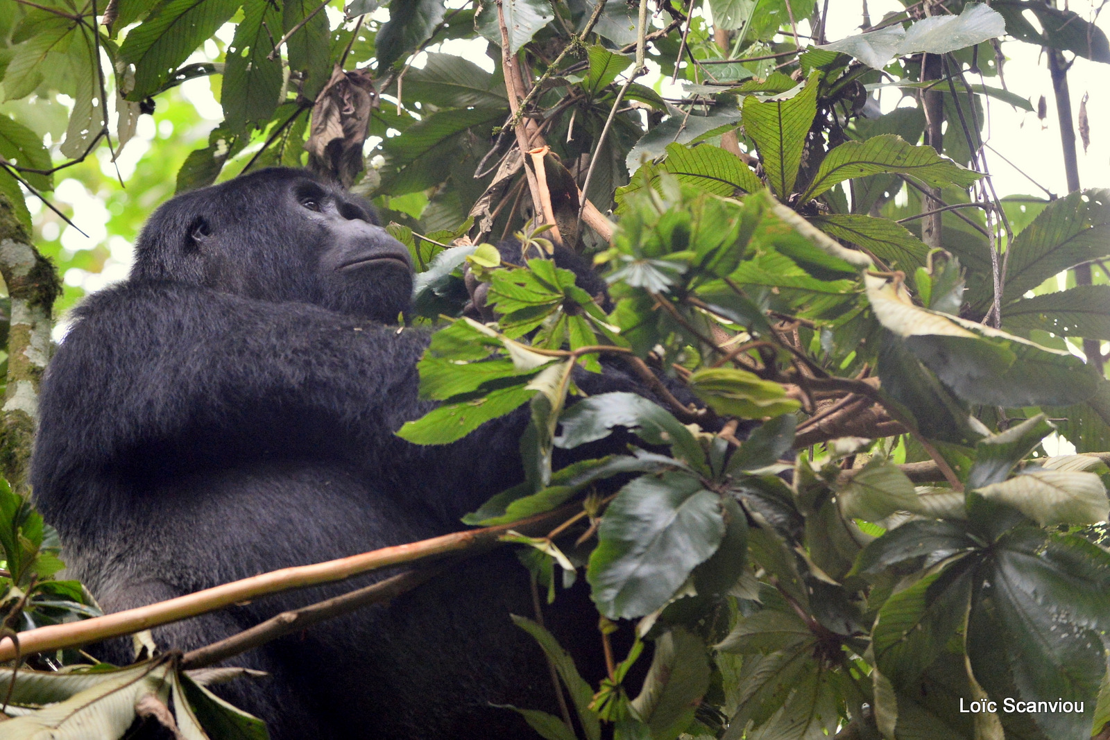 Gorille de montagne/Mountain Gorilla (62)