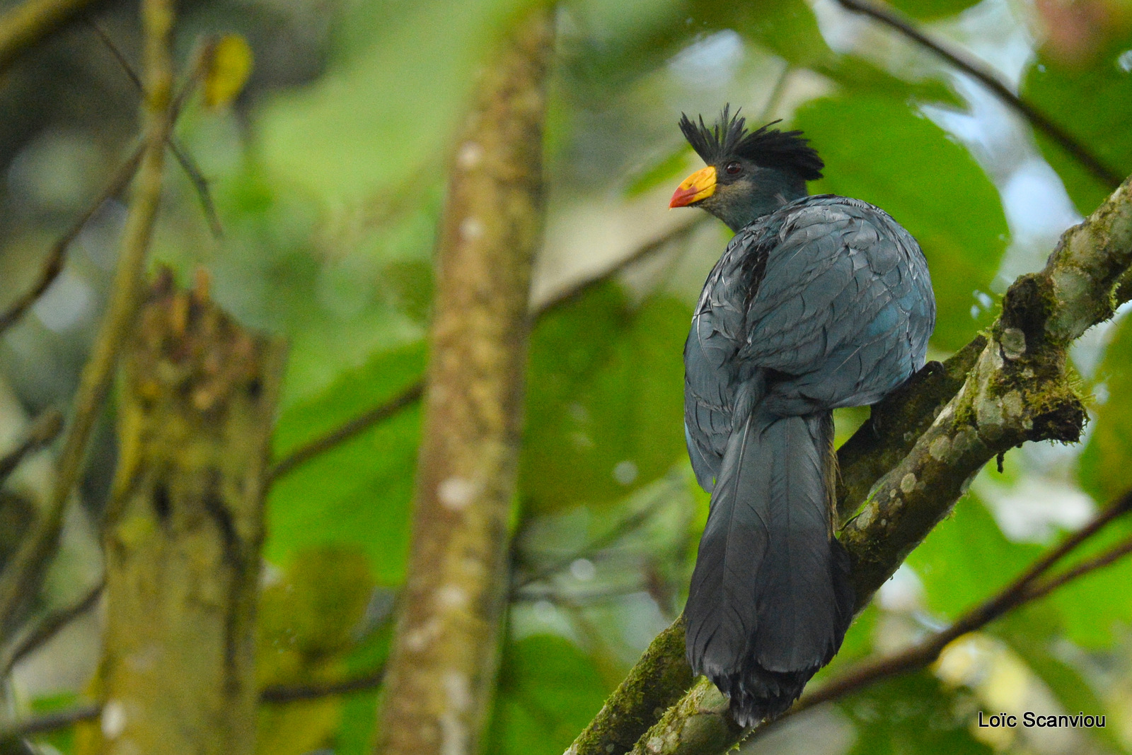 Touraco géant/Great Blue Turaco (1)