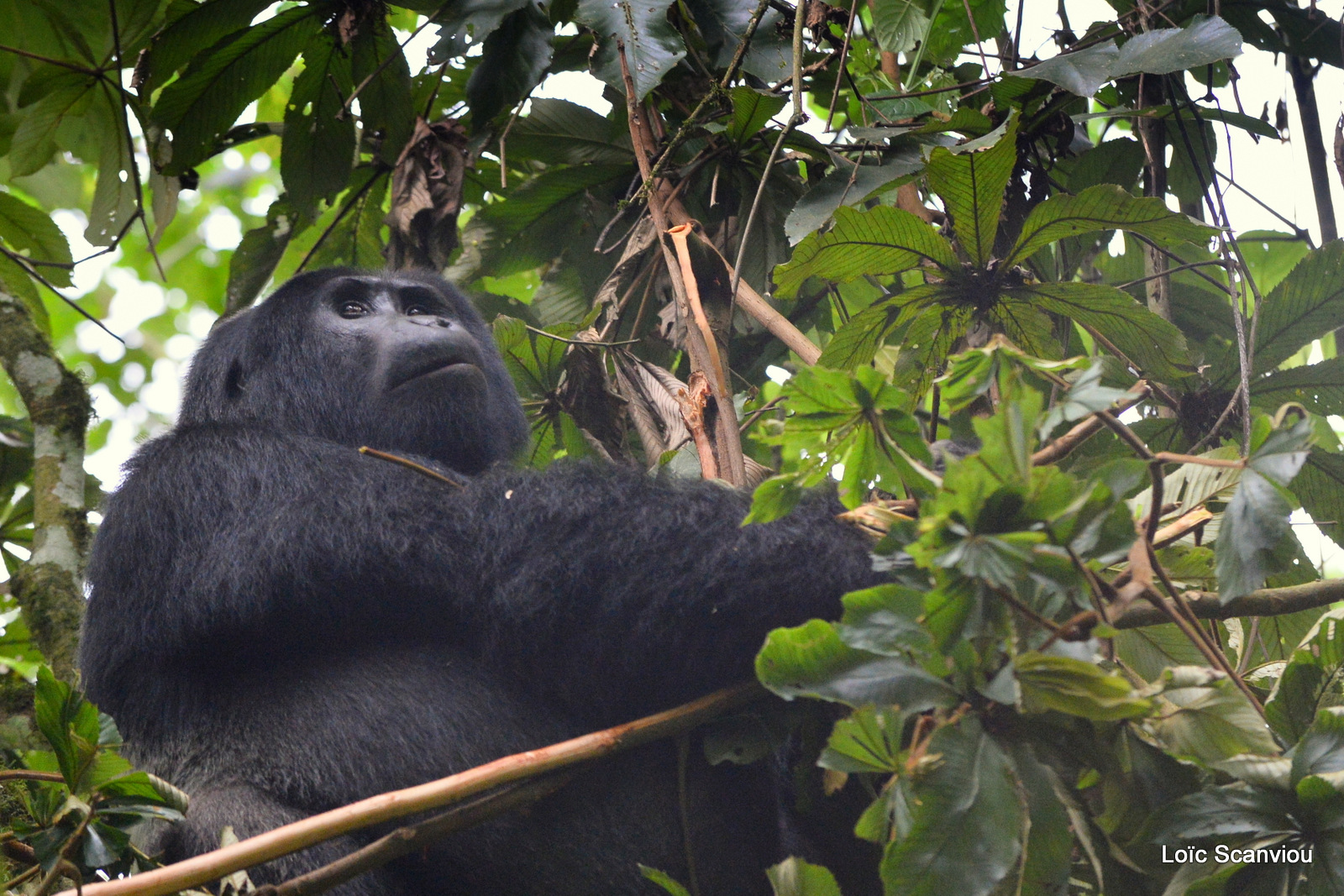 Gorille de montagne/Mountain Gorilla (63)