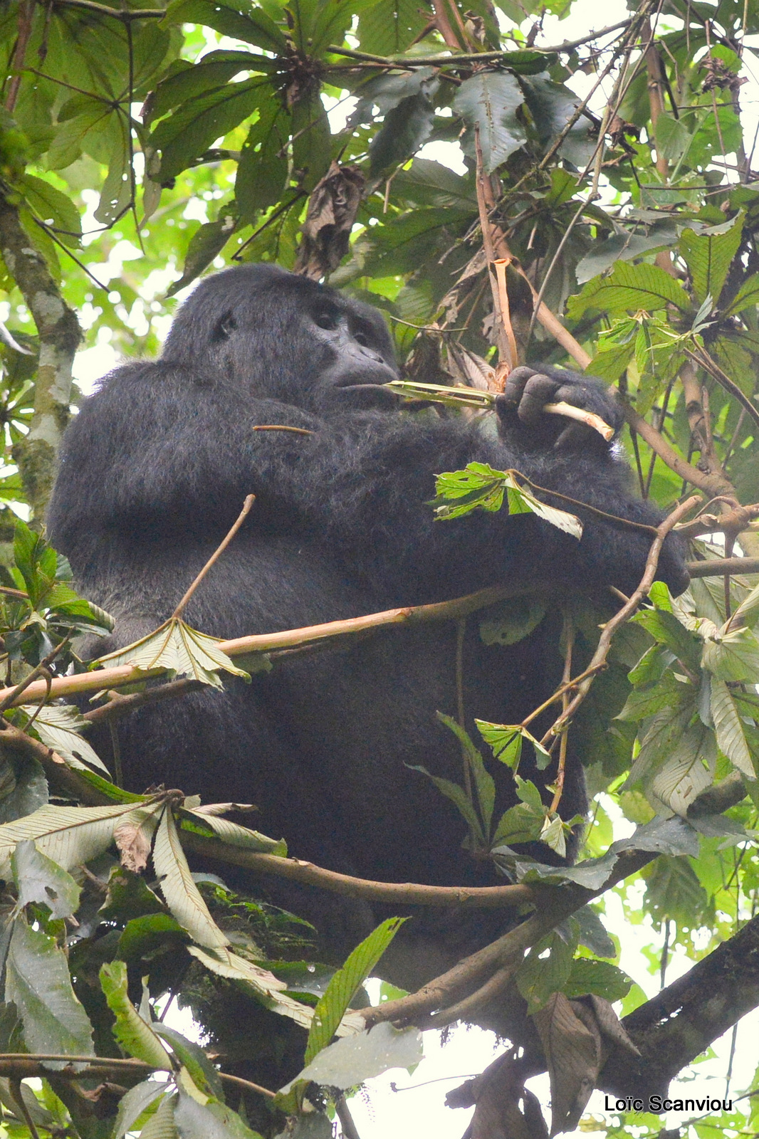 Gorille de montagne/Mountain Gorilla (64)