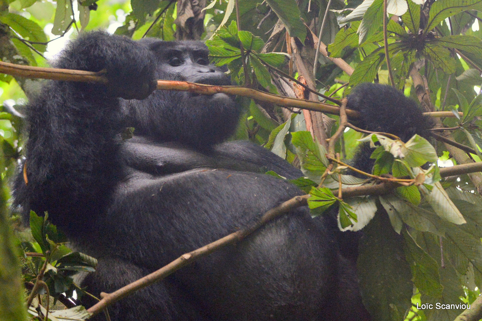Gorille de montagne/Mountain Gorilla (65)