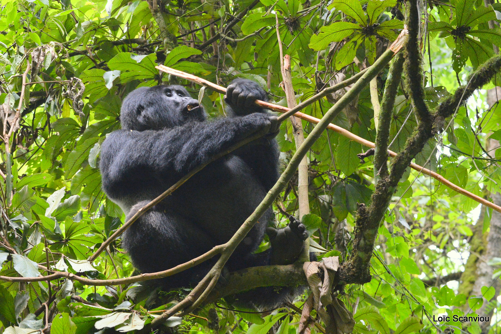 Gorille de montagne/Mountain Gorilla (66)