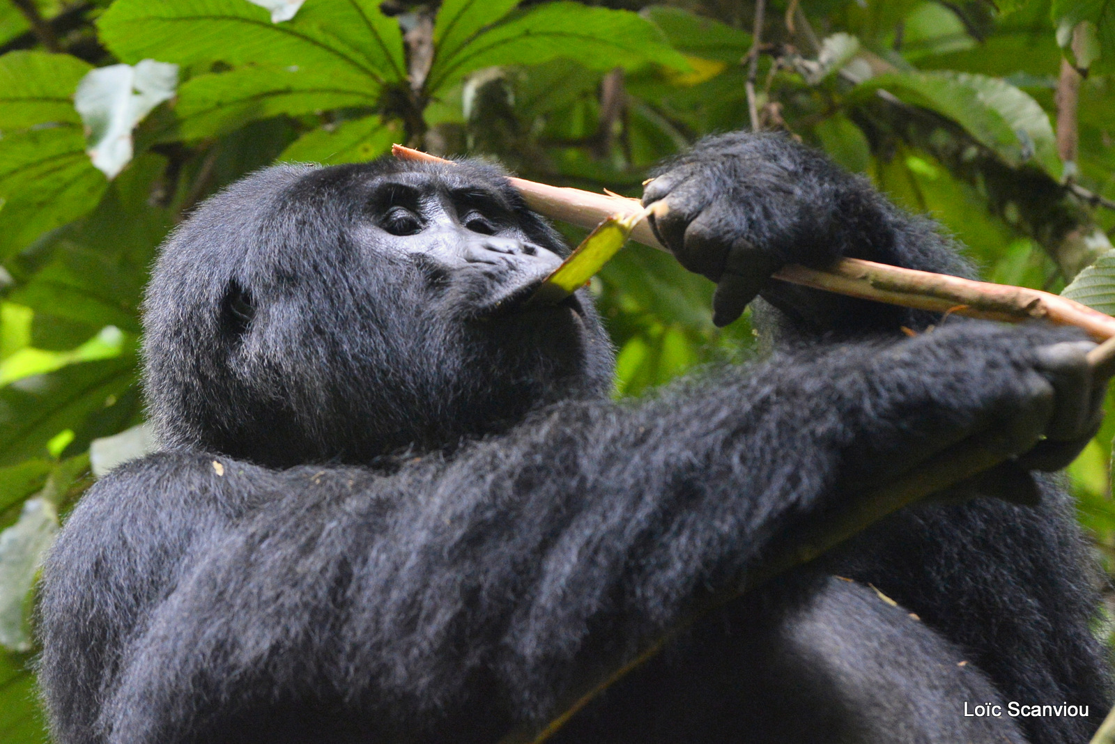 Gorille de montagne/Mountain Gorilla (67)