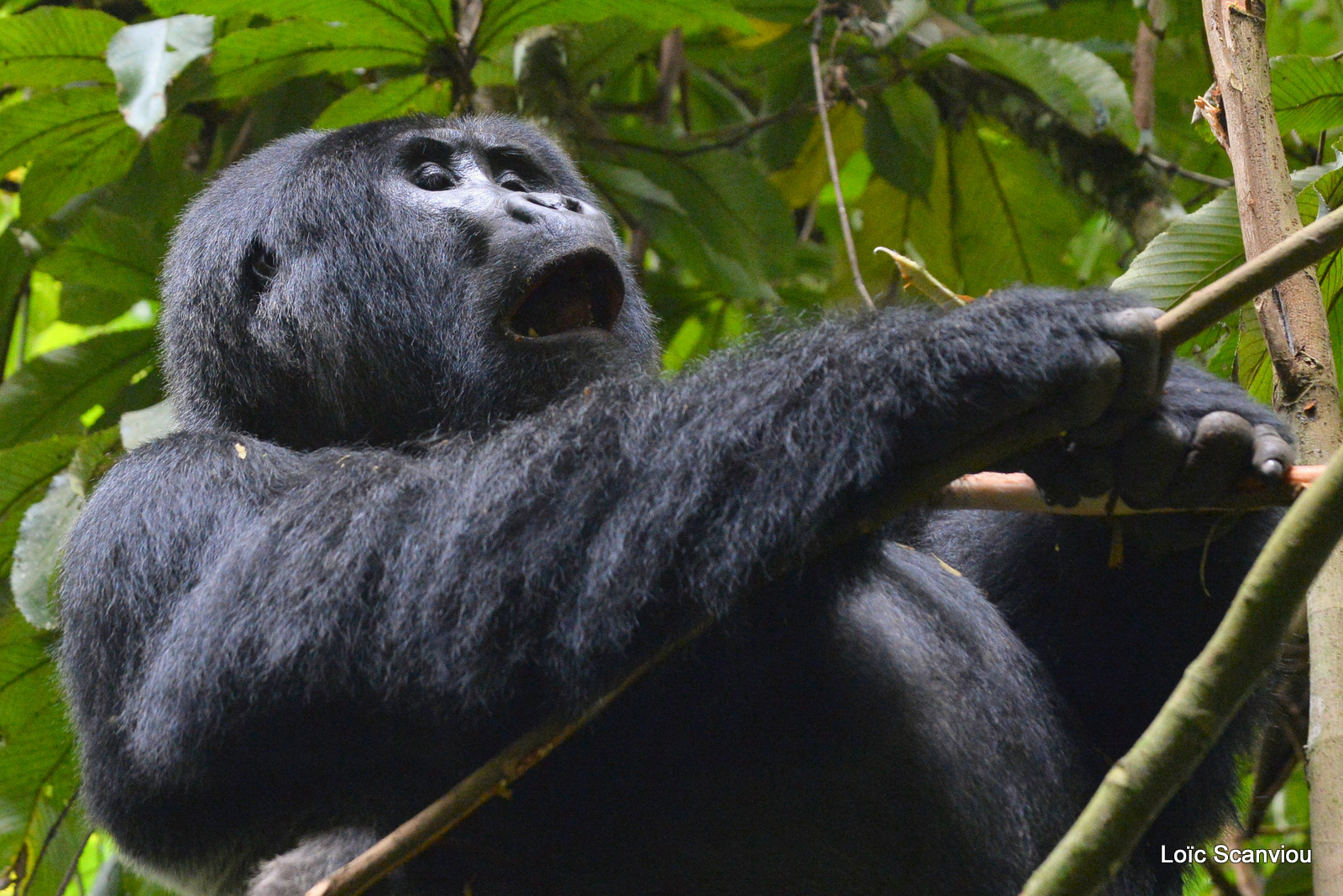 Gorille de montagne/Mountain Gorilla (68)