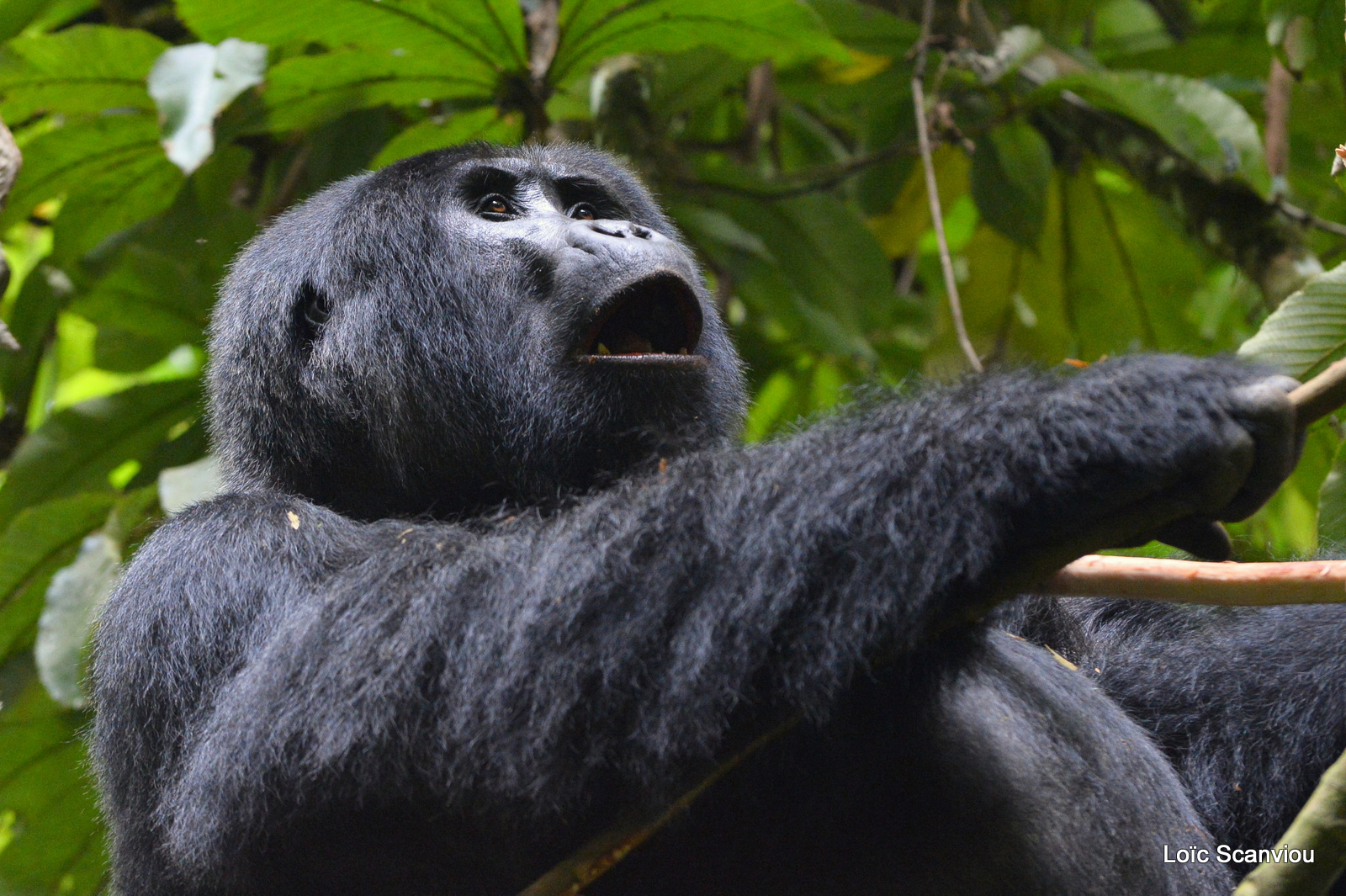 Gorille de montagne/Mountain Gorilla (69)
