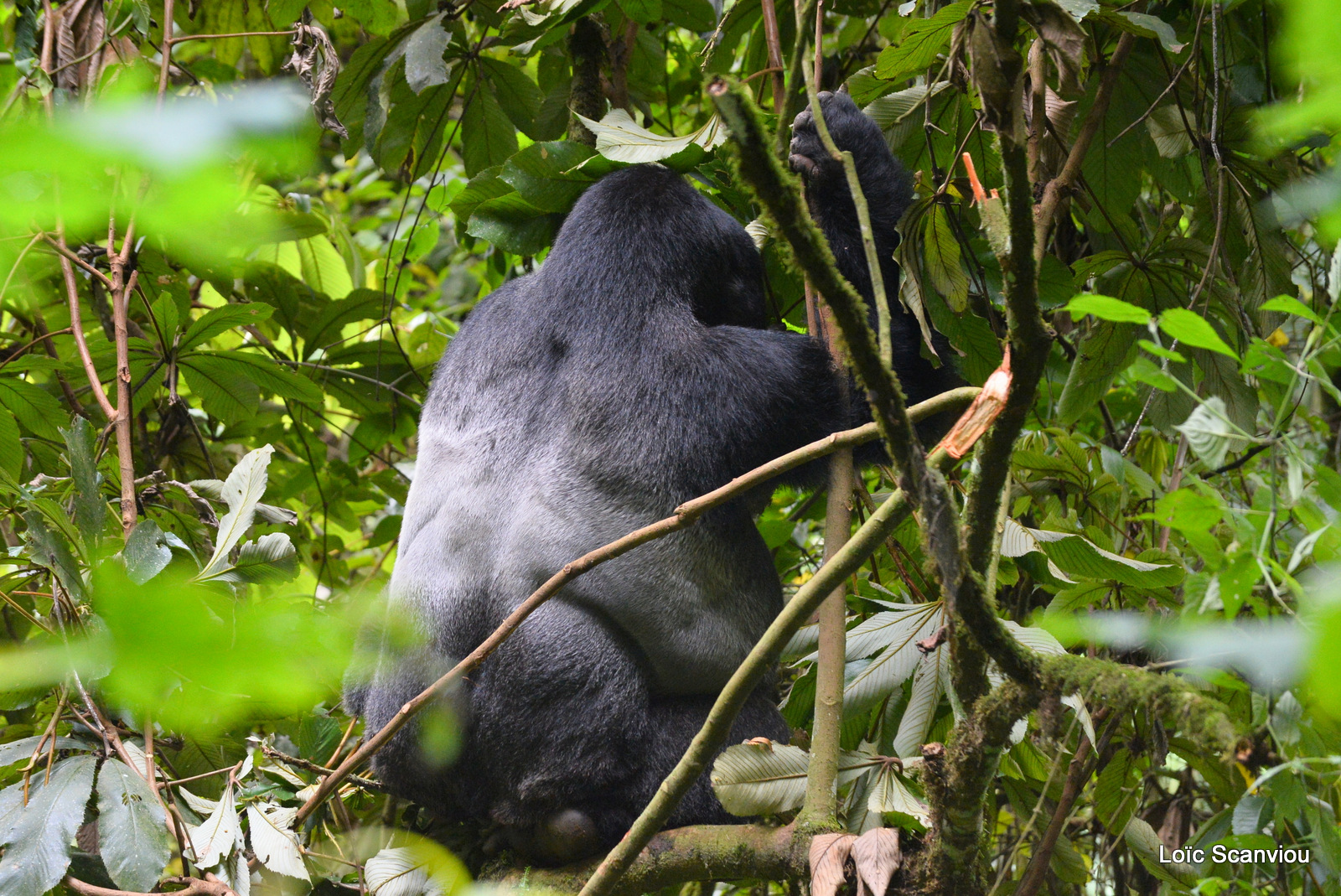 Gorille de montagne/Mountain Gorilla (70)