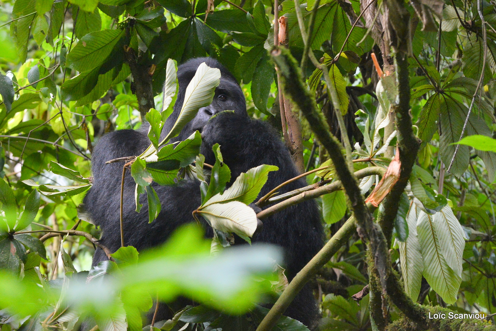 Gorille de montagne/Mountain Gorilla (71)