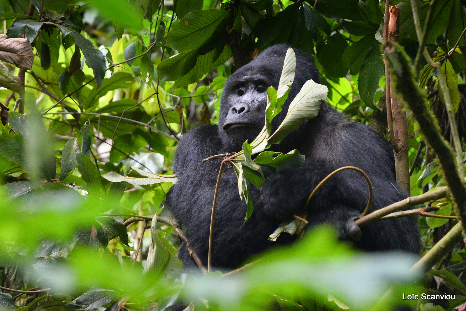 Gorille de montagne/Mountain Gorilla (72)