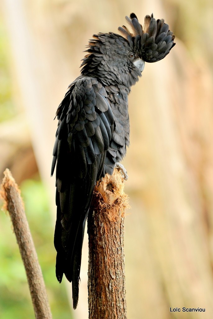 Cacatoès de banks/Red-tailed Black Cockatoo