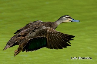 Canard sourcils 1 