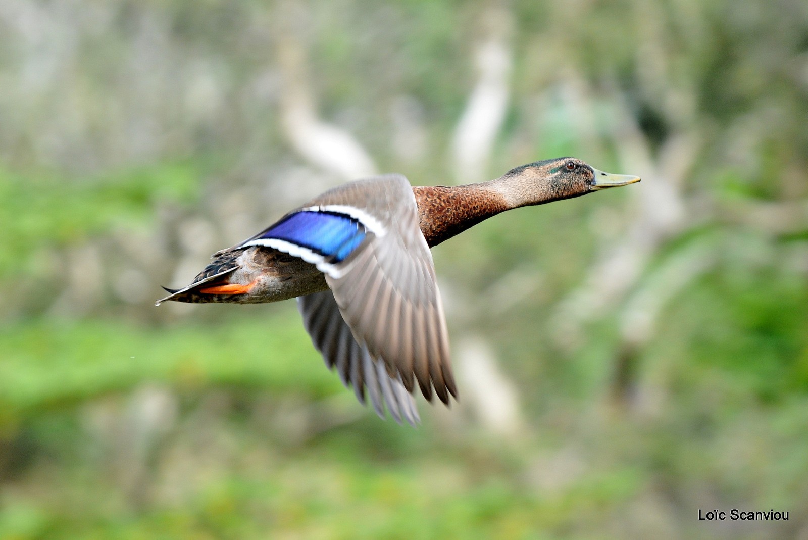 Canard
