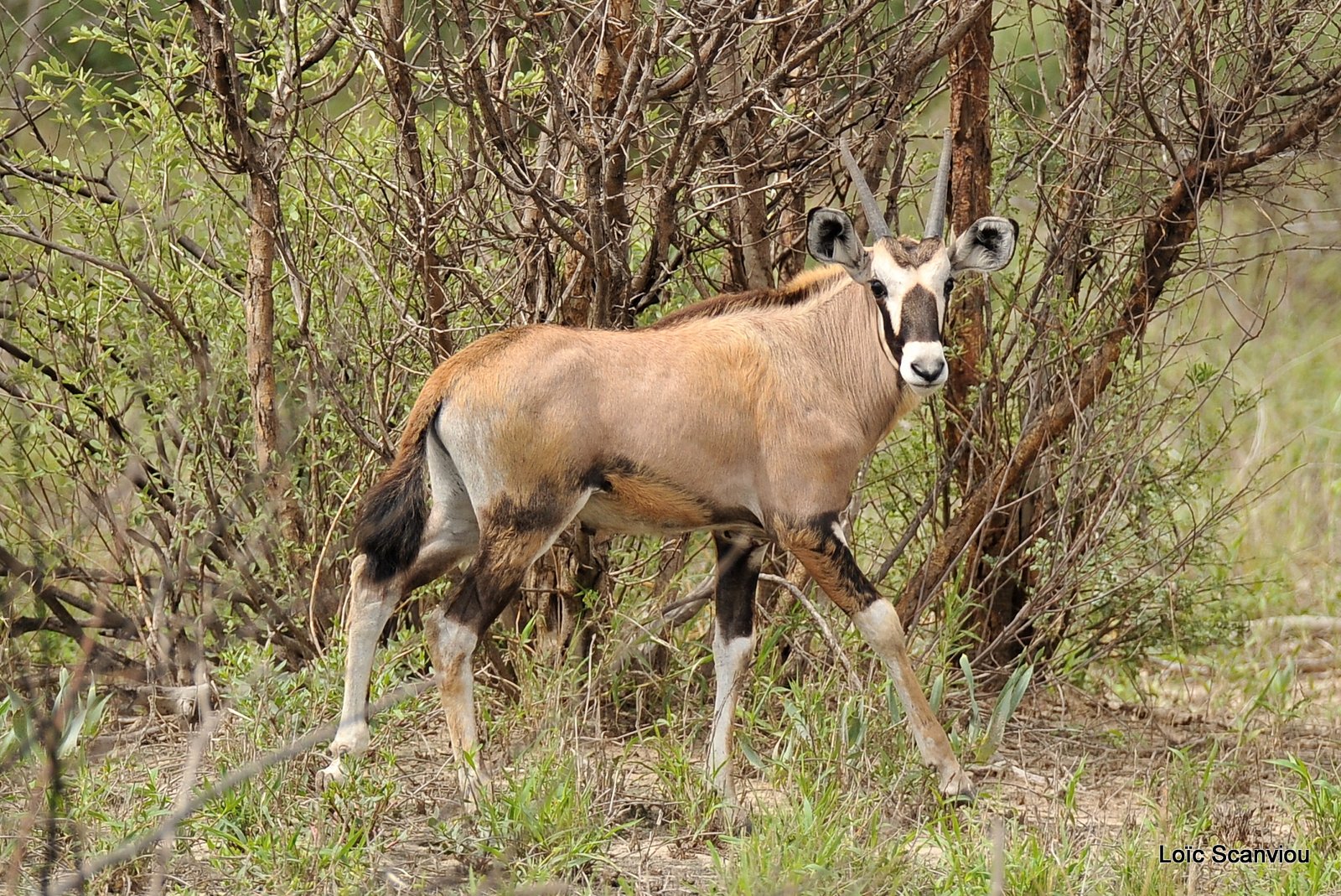 Oryx gazelle/Gemsbok (4)