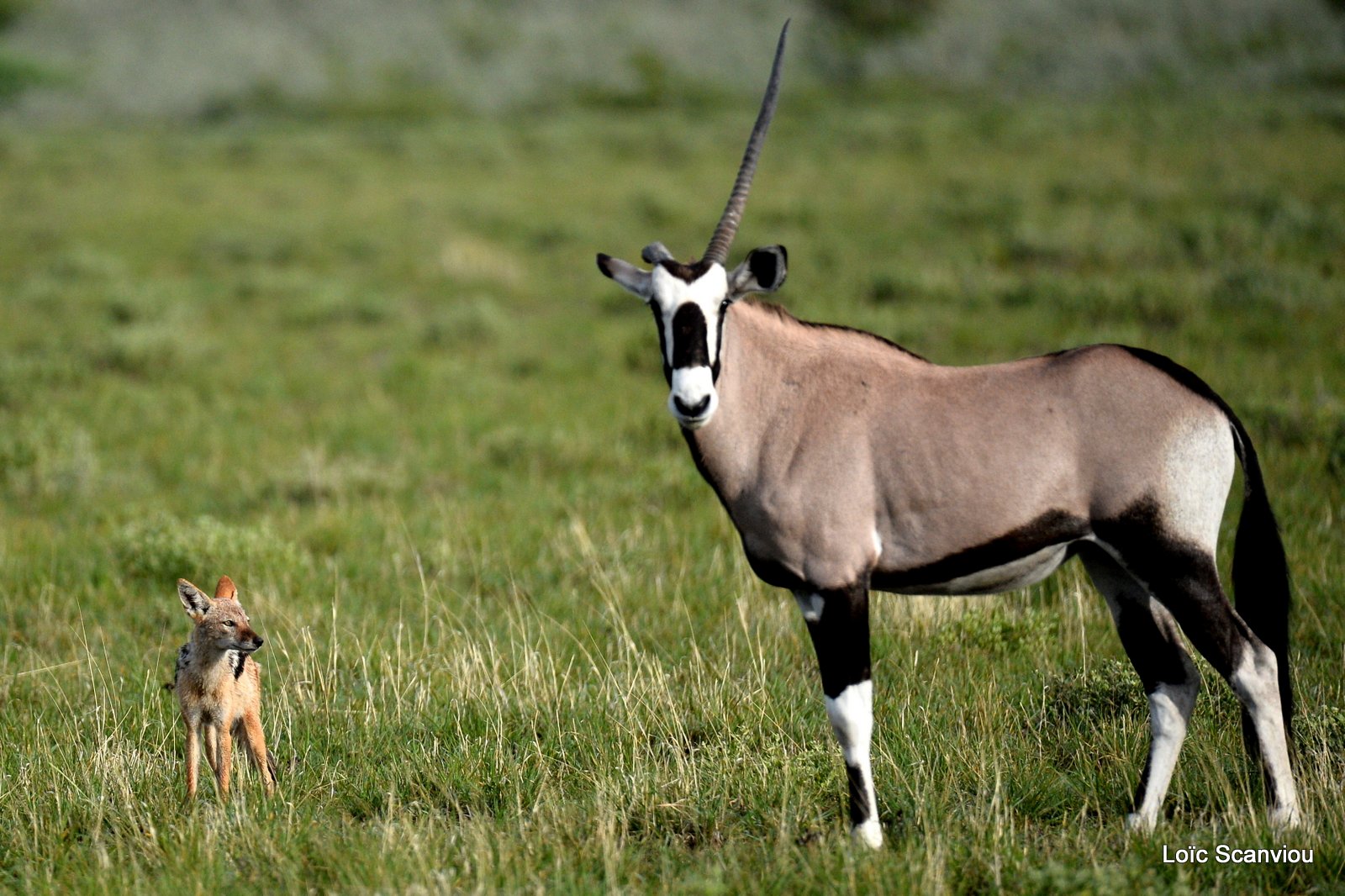 Oryx gazelle/Gemsbok (10)